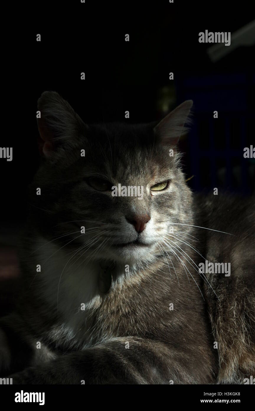 Tabby Katze im Schatten Stockfoto