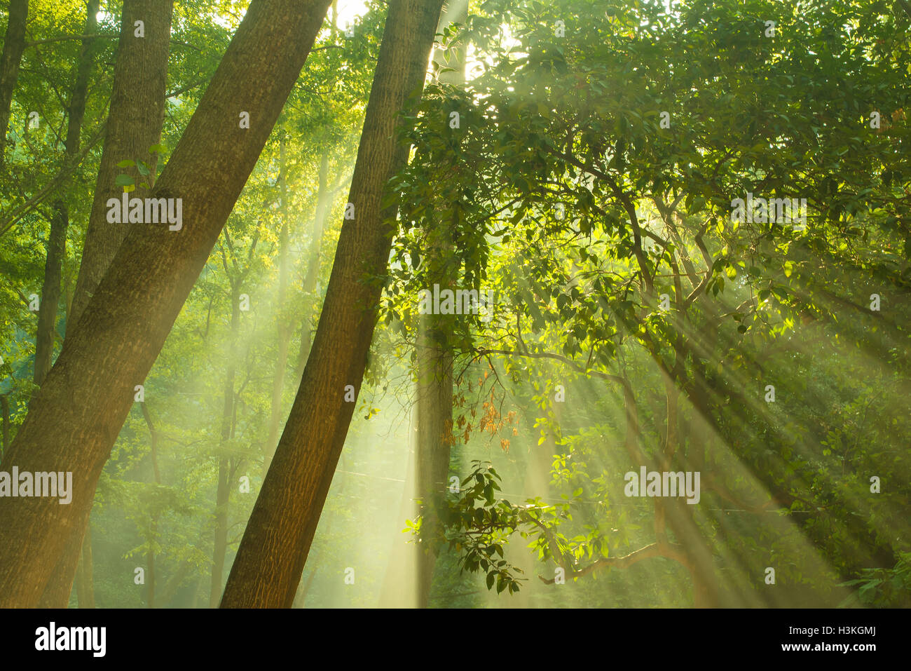 Strahlen des Sonnenlichts und Green Forest Stockfoto