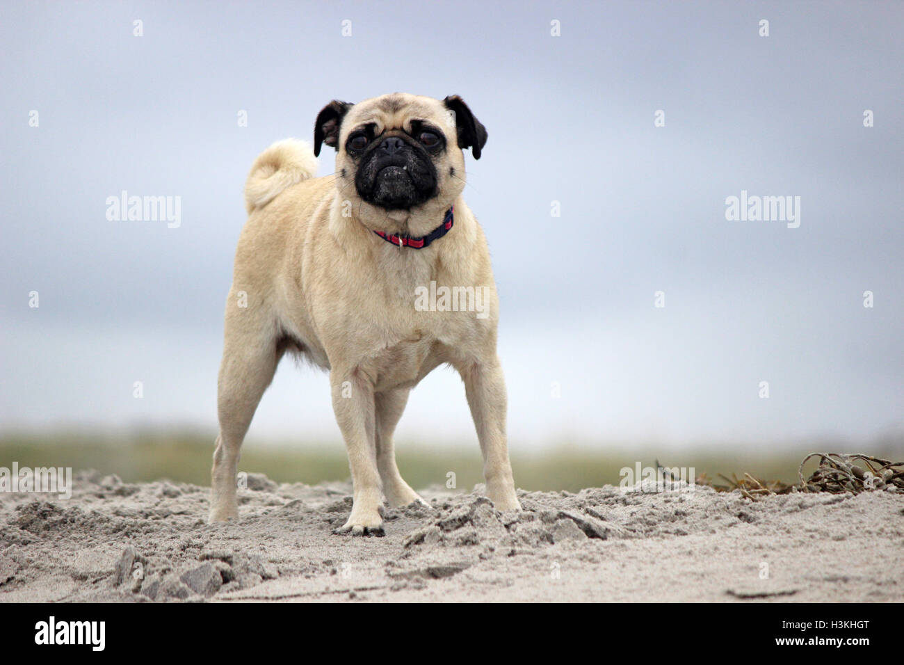 Ein Mops Hund stehend auf dem Sand, genießen einen Tag am Strand Stockfoto
