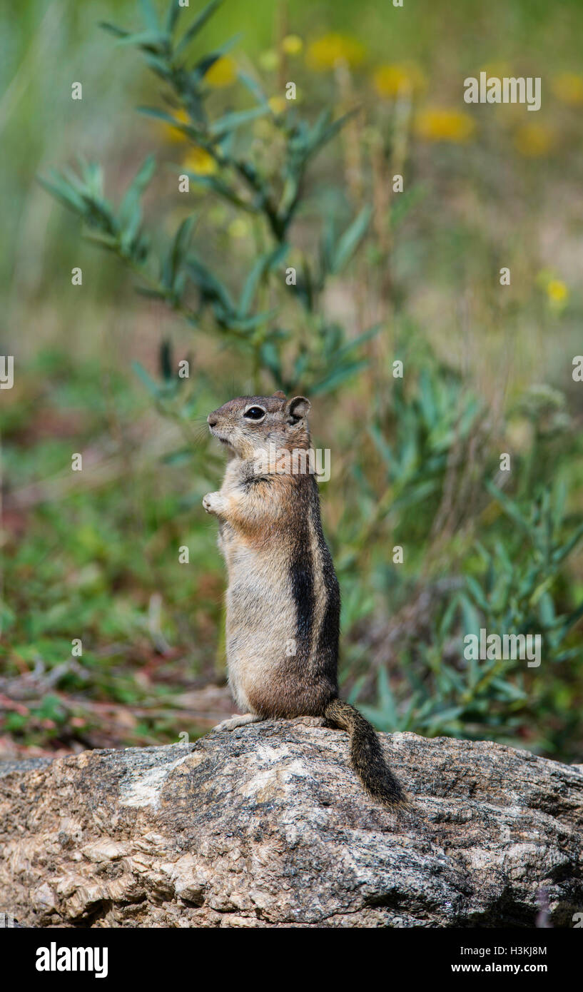Golden-Mantled Ziesel (Callospermophilus Lateralis) sitzen, im Westen Nordamerikas Stockfoto