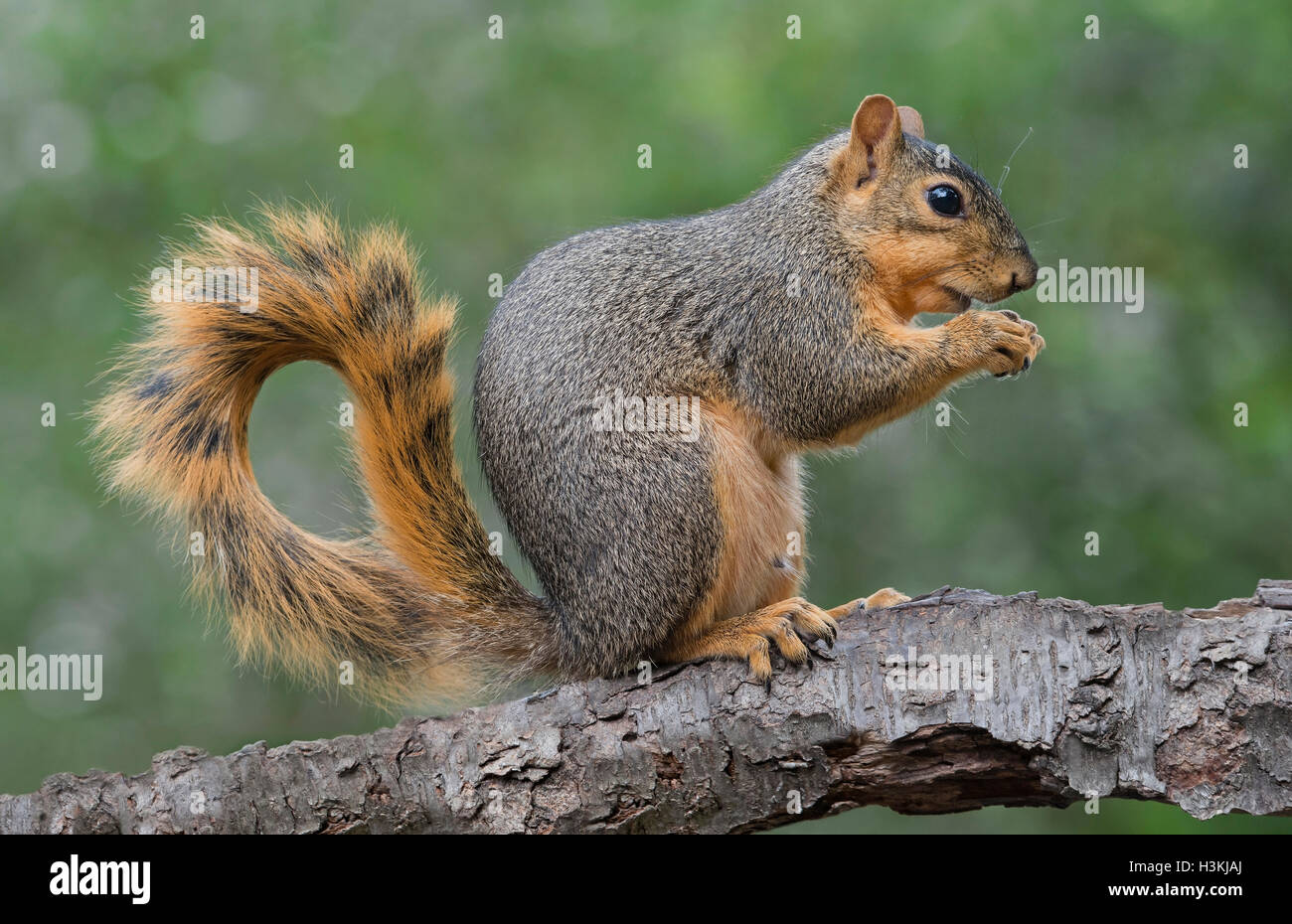 Östlichen Fuchs, Eichhörnchen (Sciurus Niger) Verzehr von Nüssen, Herbst, E Nordamerika Stockfoto