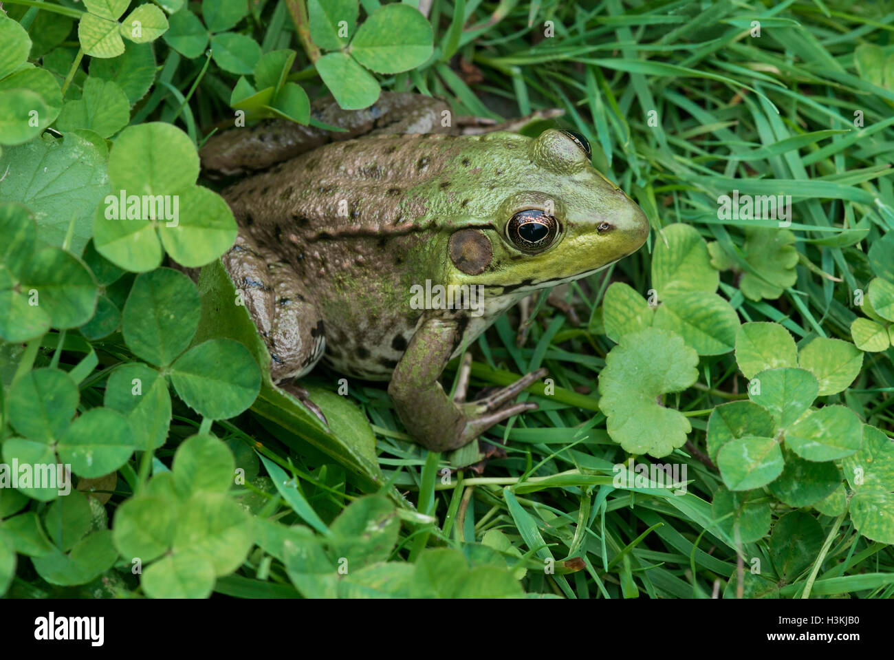 Green Frog Rana Clamitans Gras und Klee, im Osten der USA sitzen Stockfoto