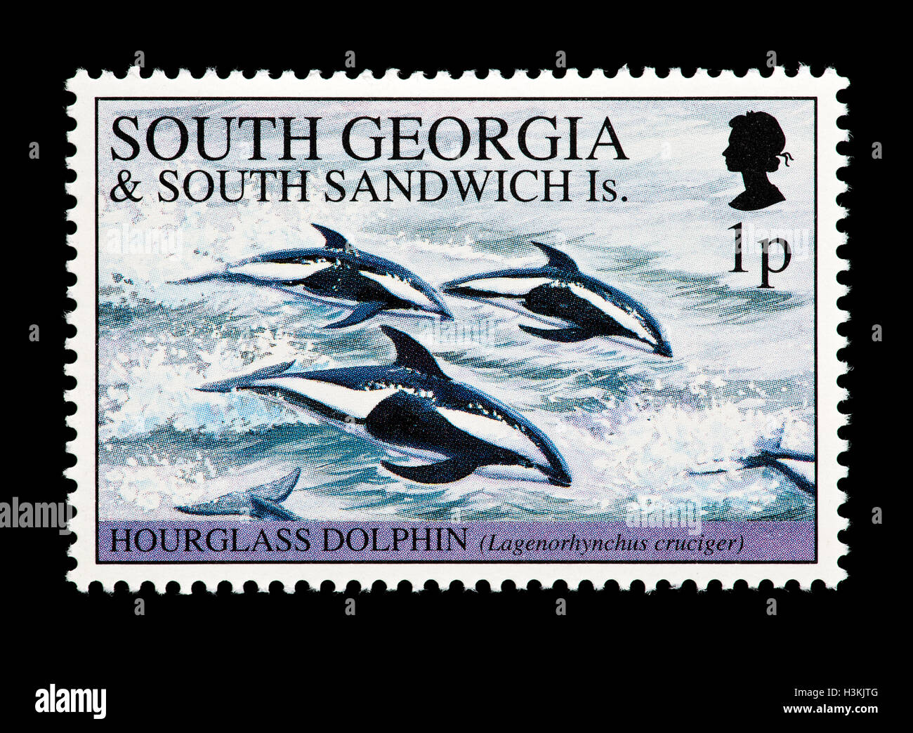 Briefmarke von Süd-Georgien und Süd-Sandwich-Inseln Darstellung Sanduhr Delfine (Lagenorhynchus Cruciger) Stockfoto