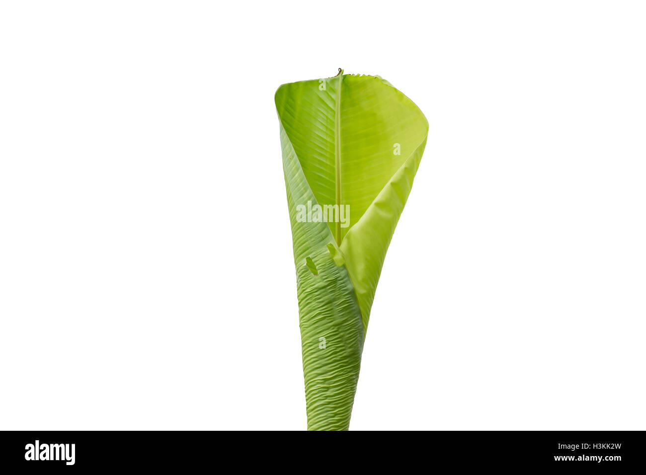 Bananenblatt isoliert auf weißem Hintergrund Stockfoto