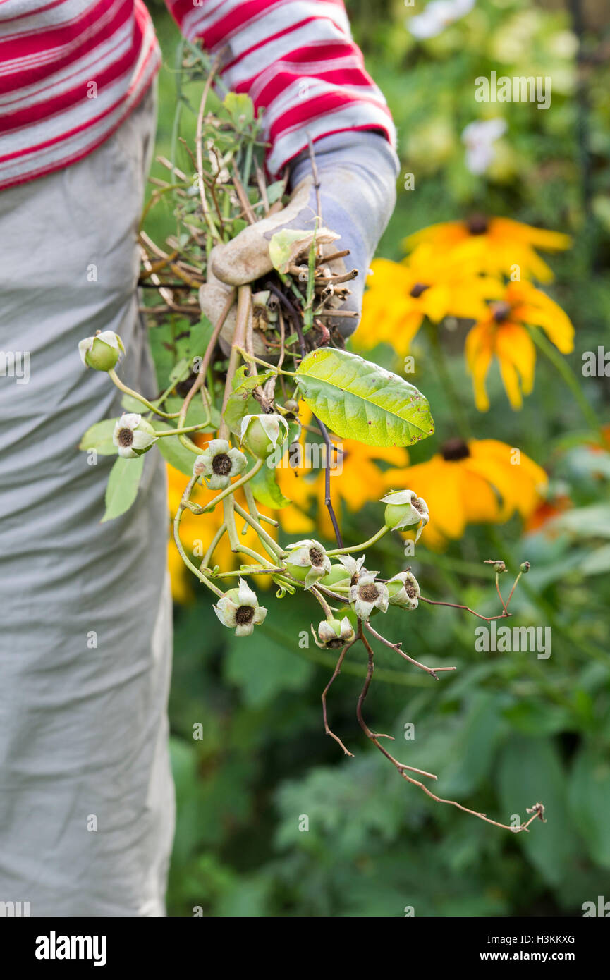 Weibliche Gärtner clearing Tote Blumen aus dem Garten Stockfoto