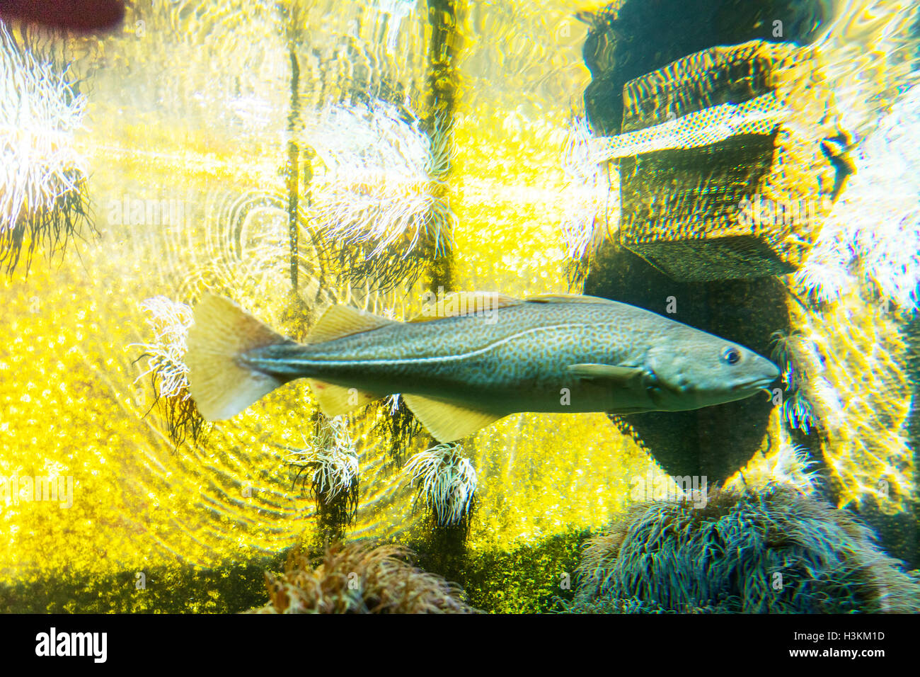 Kabeljau Codfishes Gadus Morrhua Salzwasserfische Meer Fische Seite Ansicht Unterwasser Ozean Fisch GB UK England Stockfoto