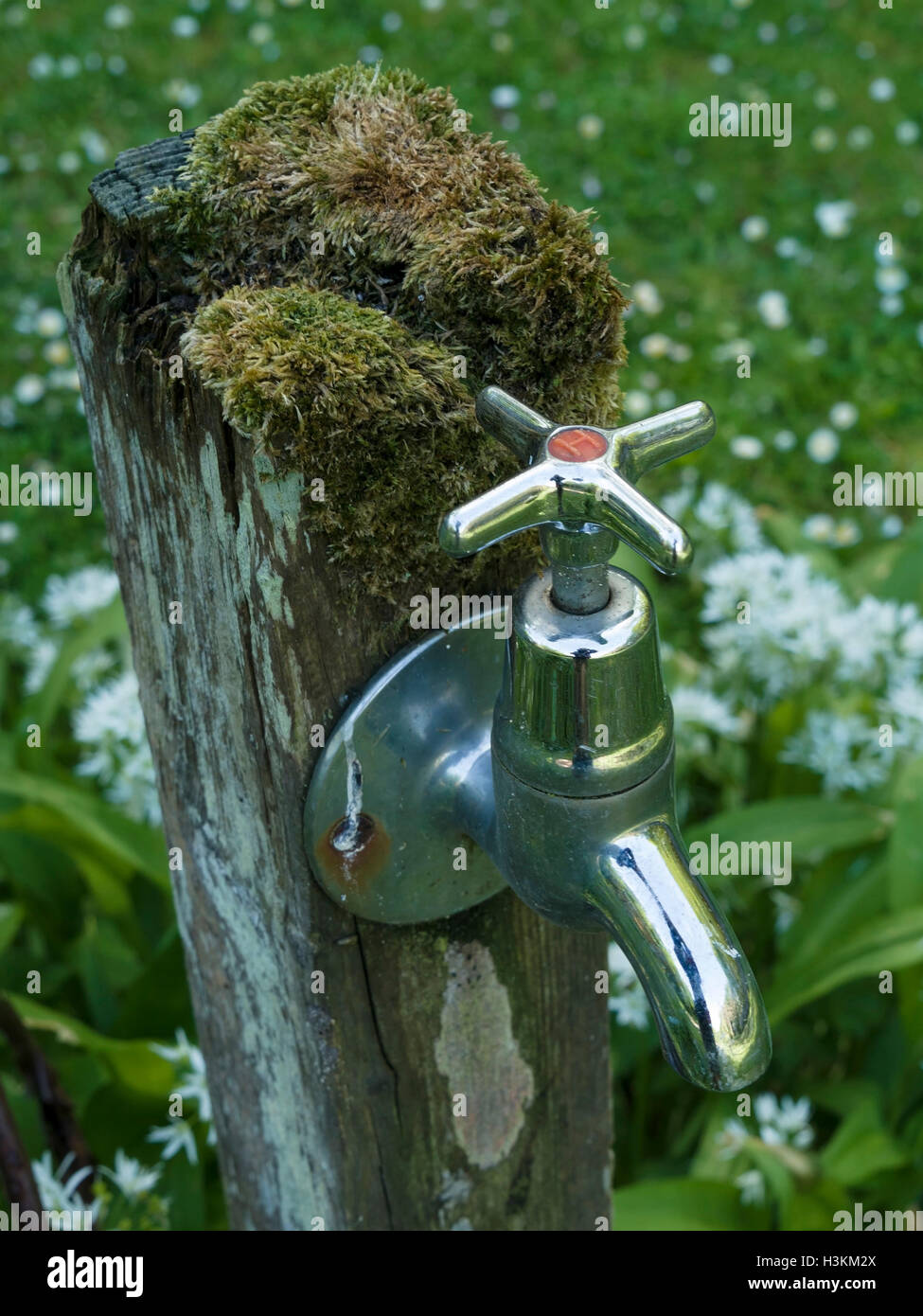 "Heiße" Silber, Chrom verchromt, Garten Wasserhahn, Colonsay House Gardens, Insel Colonsay, Schottland, Großbritannien. Stockfoto