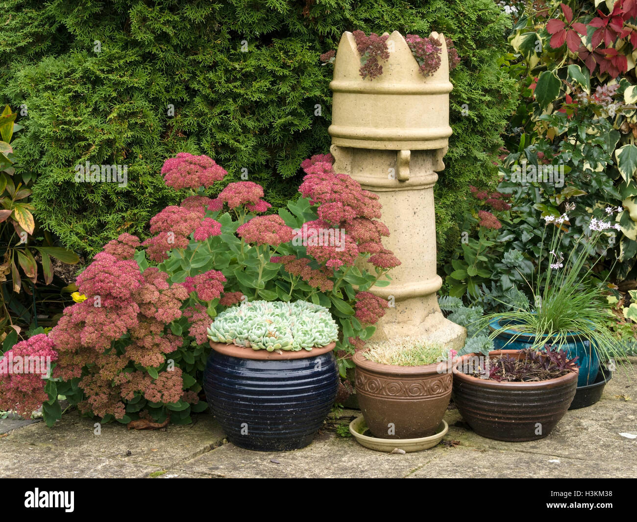 Sedum, Hauswurz, Terrasse Töpfe und viktorianischen Schornstein Garten Anordnung, UK Stockfoto