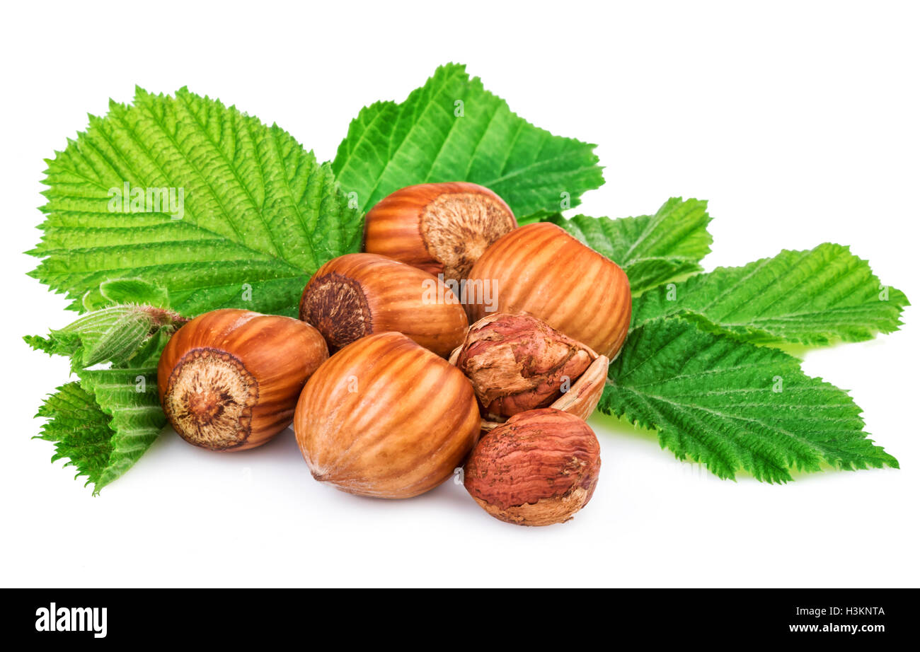 HaselnГјsse mit Blatt auf weiß Stockfoto