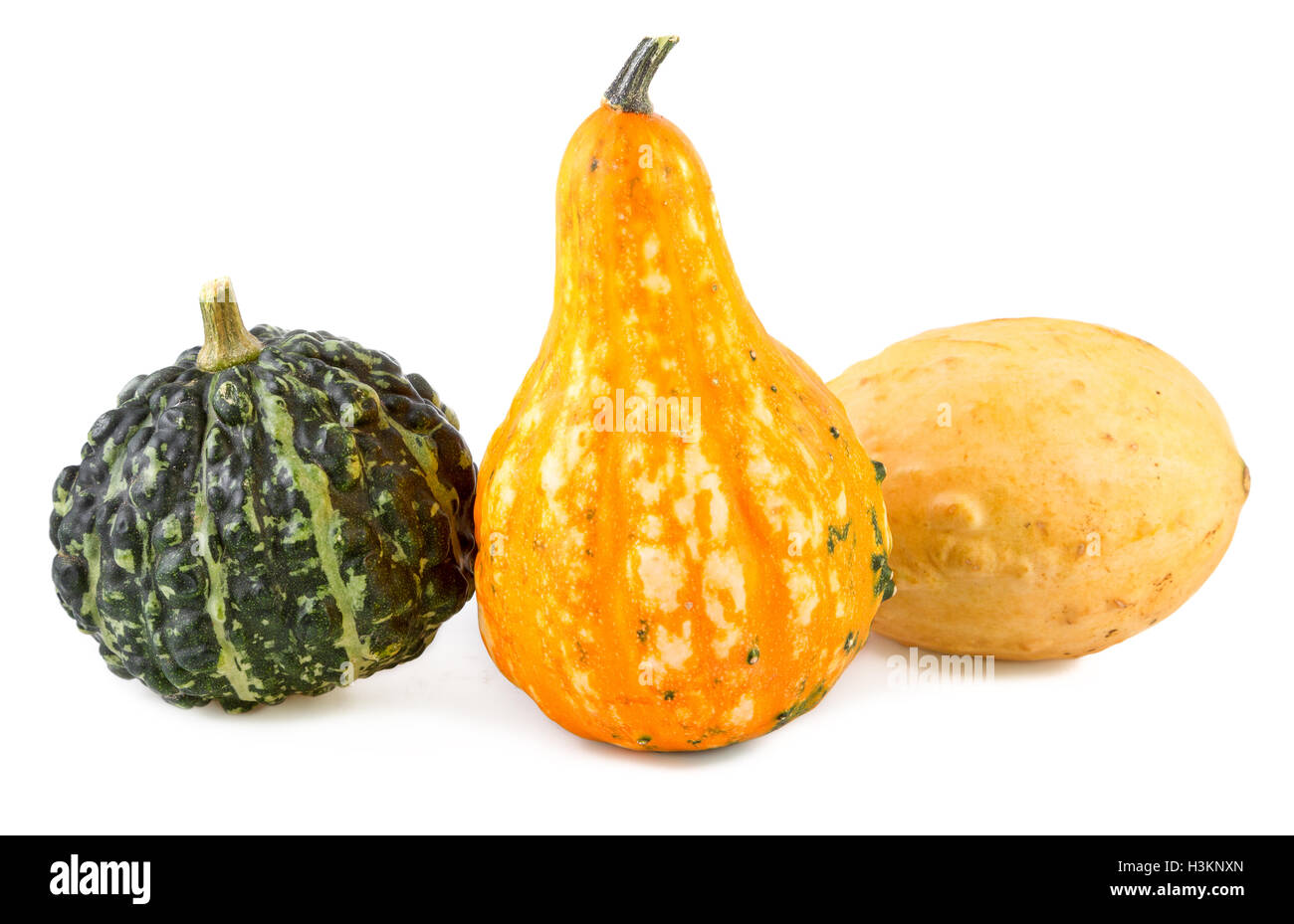 dekorative Kürbisse bunte verschiedene Kürbisse Zier Stockfoto