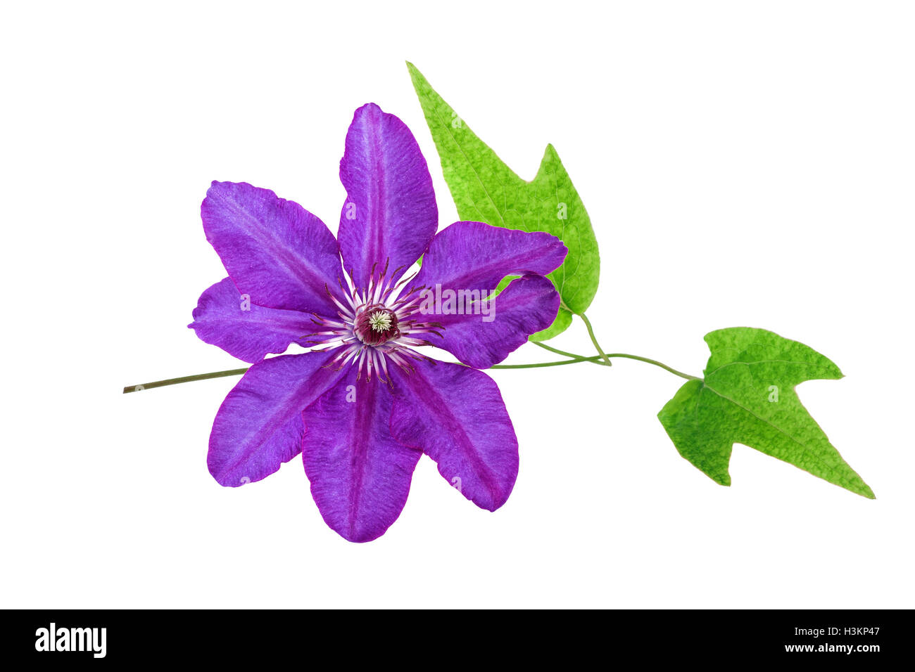 Tropische Blumen lila Farbe isoliert auf weiss. Spa-Konzept. Stockfoto