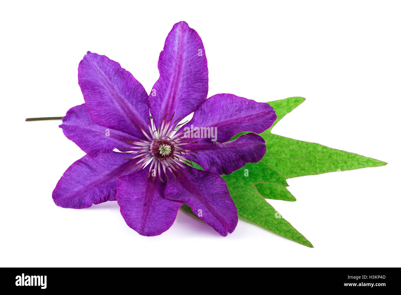 Tropische Blumen lila Farbe Stockfoto
