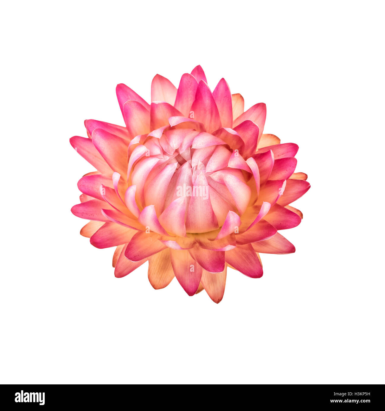 Getrocknete Blumen. Ein rosa trockene Blume Blüte Stroh oder ewig isoliert auf weiss. Stockfoto