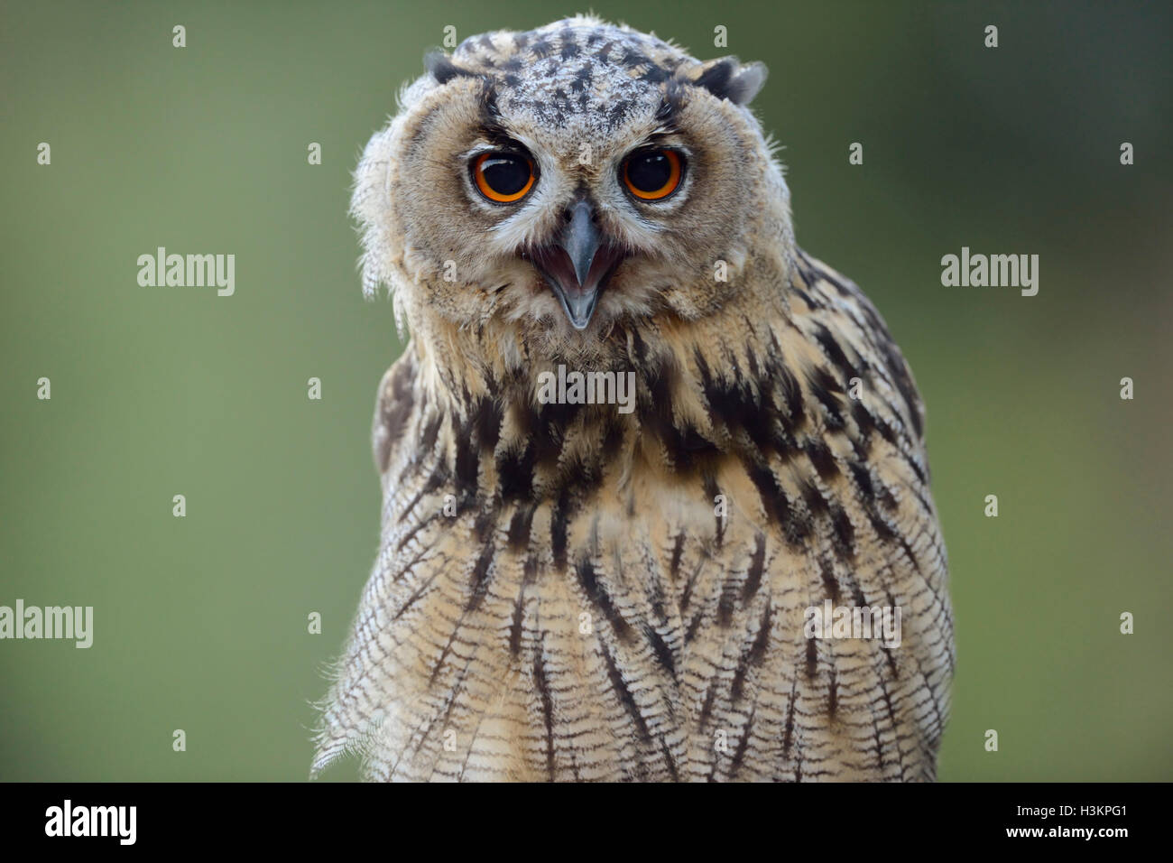 Nördlichen Uhu / Europaeischer Uhu (Bubo Bubo) Jungvogel, Frontal aufgenommen, aufrufen, verlassen, sieht lustig, scheint glücklich zu sein. Stockfoto