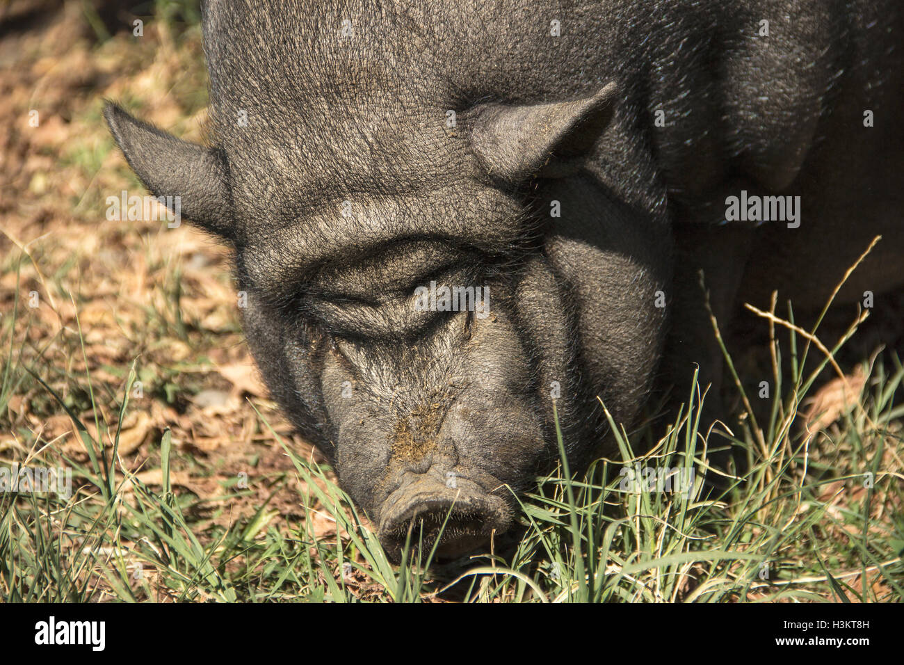 Hippodrom von Belgrad, Serbien - A vietnamesische dickbäuchige Schwein benannte Vasilije Maskottchen der Pferdesport Club-Belgrad Stockfoto