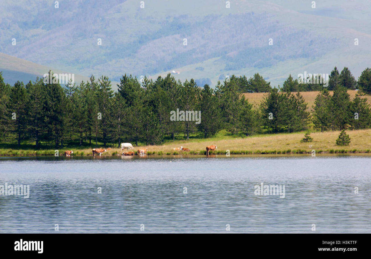 See "Ribnicko Jezero" ist der zweitgrößte in Mount Zlatibor.The Länge des Sees etwa 2.000 Meter Stockfoto