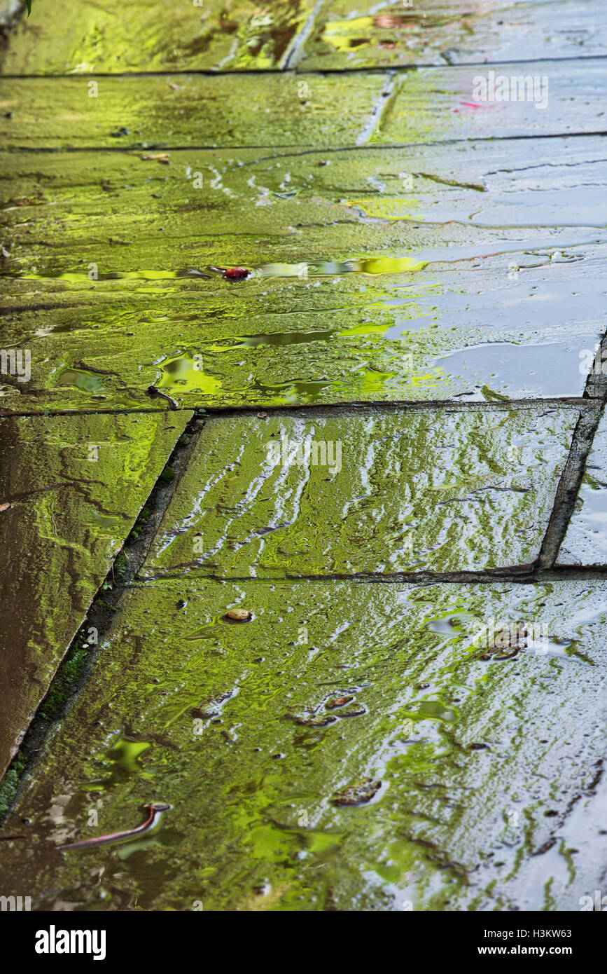 Regen durchnässt Gartenweg mit bunten Reflexion. UK Stockfoto