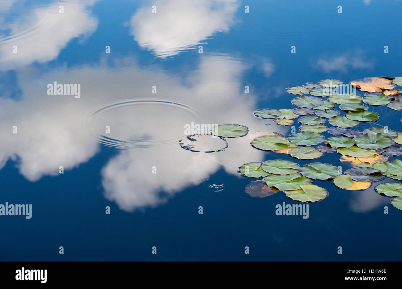 Wasser Seerosen auf einem Teich mit reflektierenden Wolken und Himmel Stockfoto