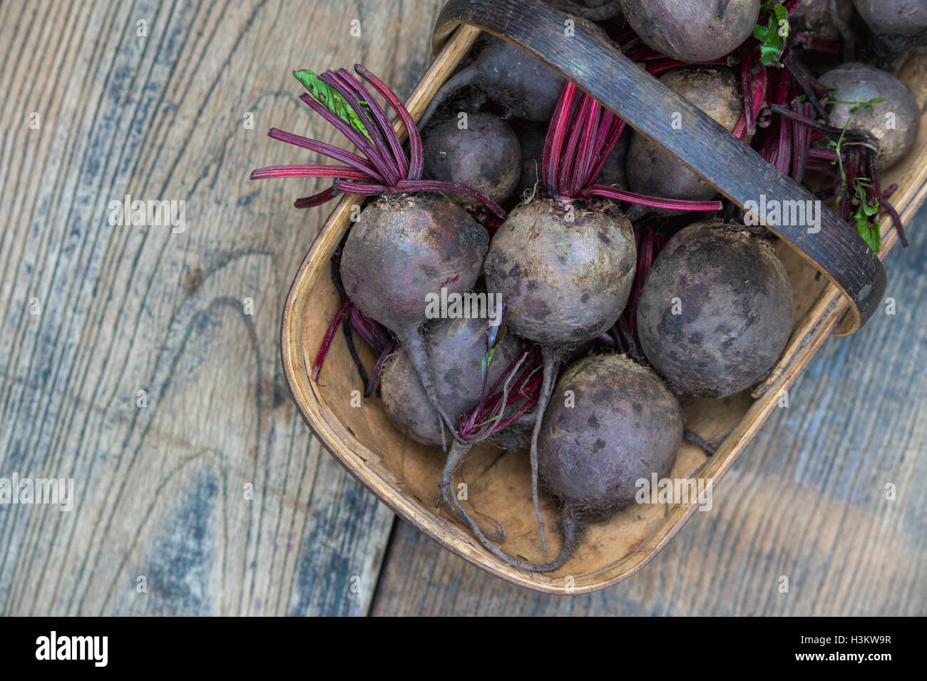 Beta Vulgaris. Geerntete rote Beete in einem hölzernen trug Stockfoto