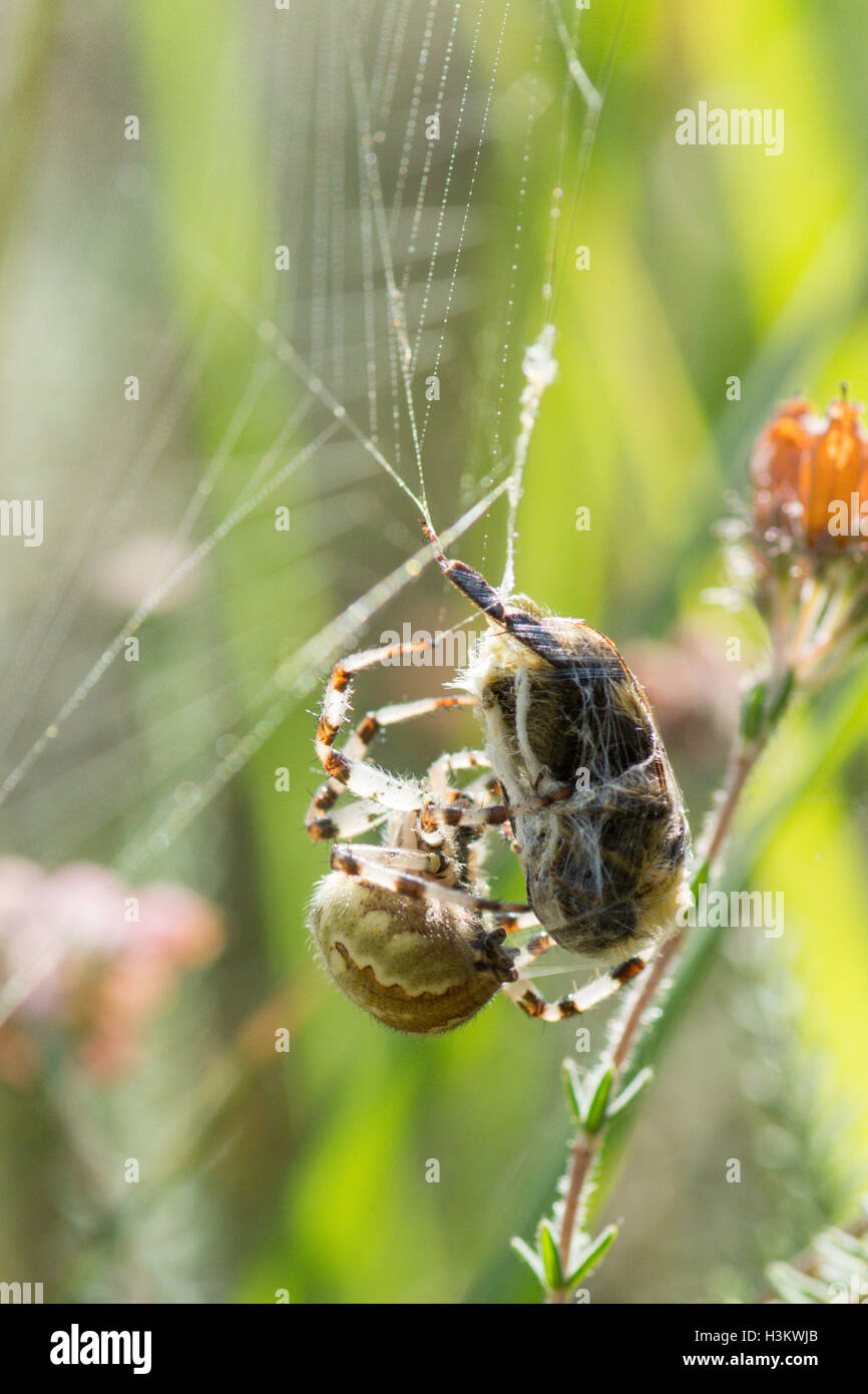 Marmorierte Orb Weaver, Araneus Marmoreus eine vor kurzem erwischt Hummel einwickeln. Sussex, UK. August Stockfoto