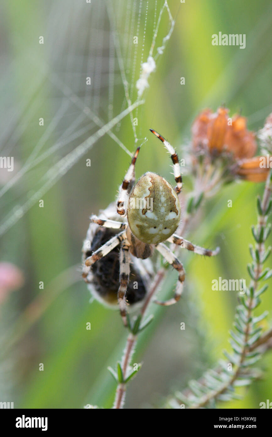 Marmorierte Orb Weaver, Araneus Marmoreus eine vor kurzem erwischt Hummel einwickeln. Sussex, UK. August Stockfoto