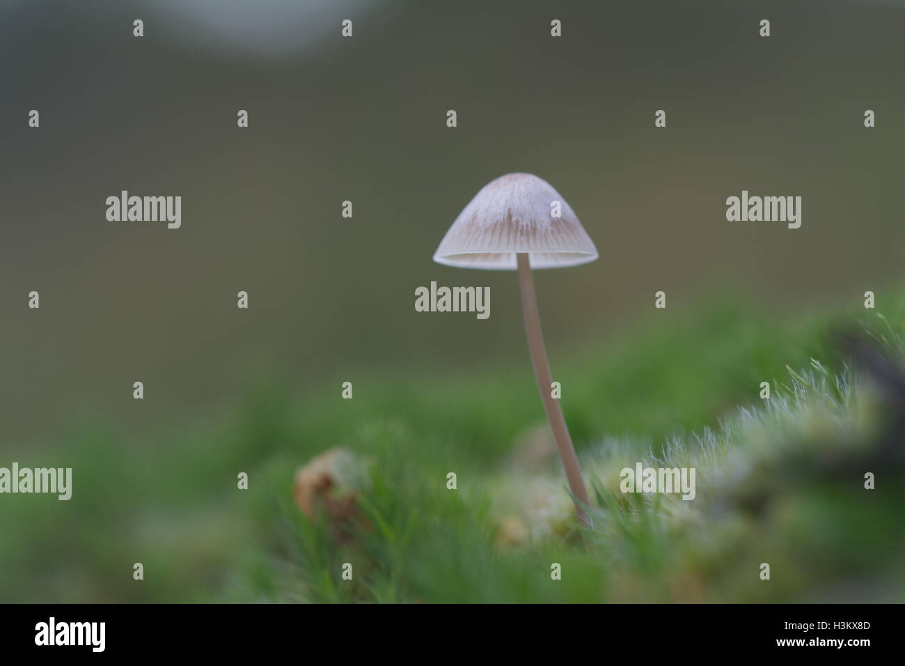 Zarte einsame weiße Fliegenpilz unter grünem Moos Stockfoto