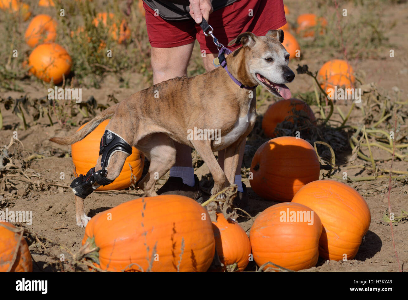 Boxer Mischling Hund mit Orthese Klammer heraus für einen Spaziergang im Herbst Kürbisbeet Stockfoto