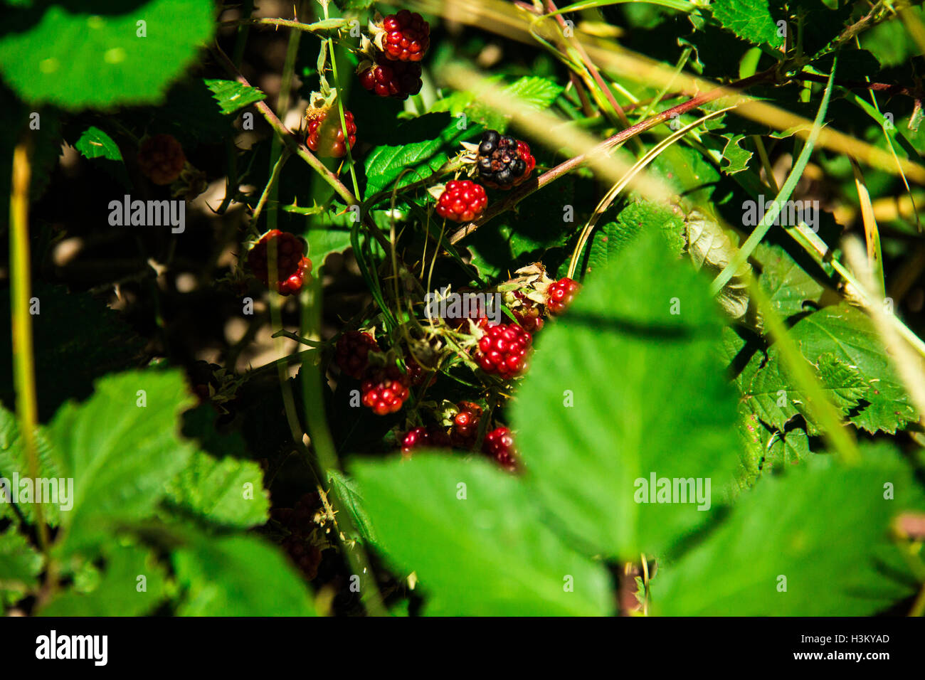 Waldbeeren in Tandil Stockfoto