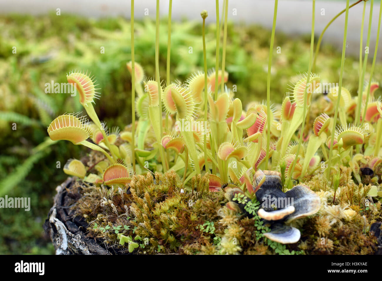 Venusfliegenfalle-Familie: Droseraceae Gattung: Dionaea Stockfoto