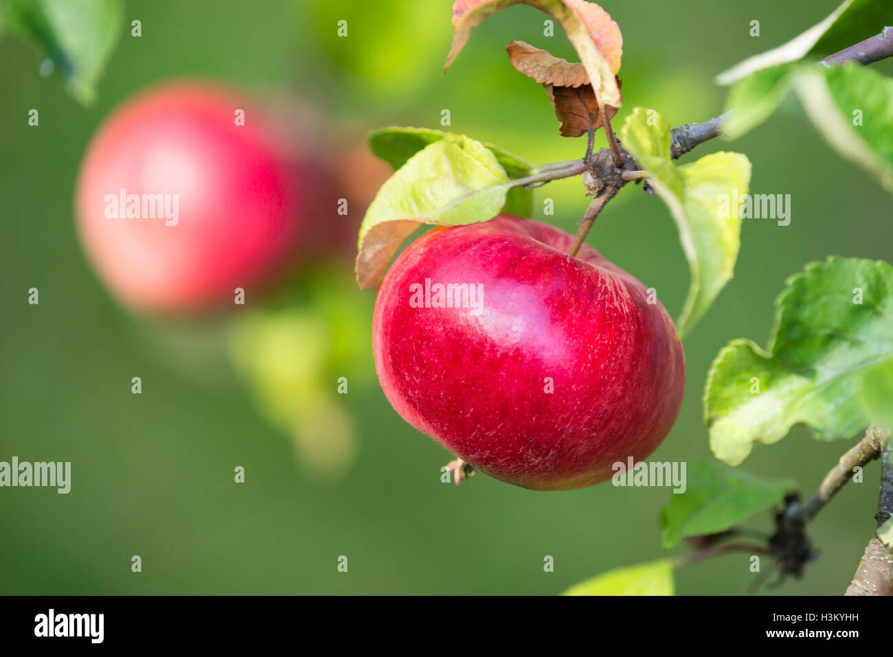 Rote Äpfel wachsen auf einem Ast Stockfoto