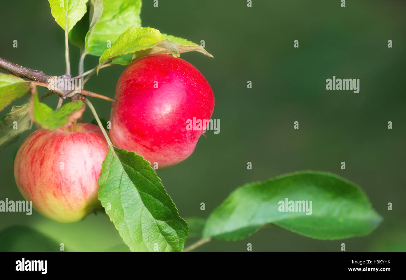 Äpfel wachsen auf einem Ast Stockfoto