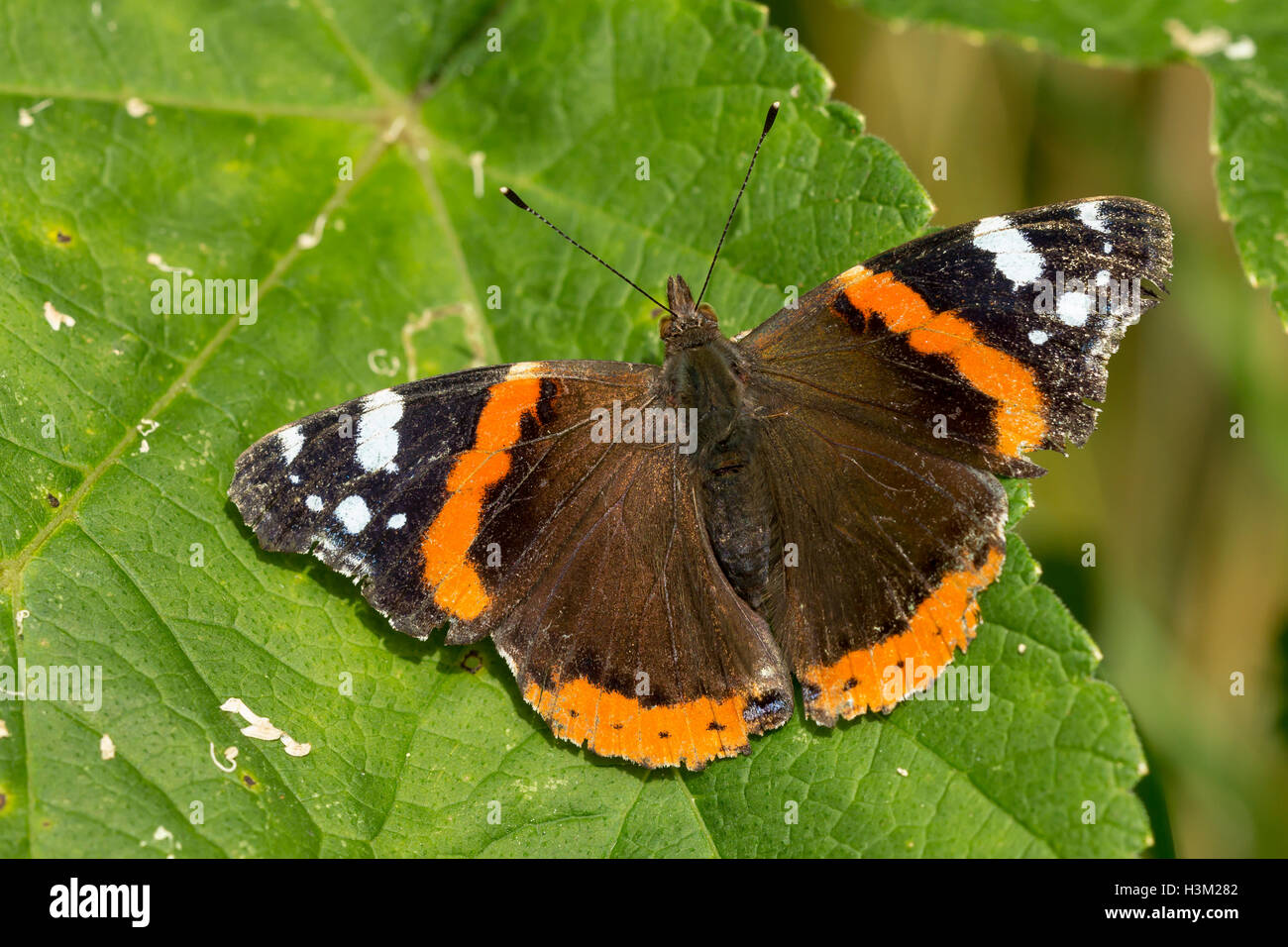 Draufsicht auf den Flügeln eines Schmetterlings Red Admiral, Vanessa Atalanta, ruht auf einem Stiel in Grünland. Stockfoto