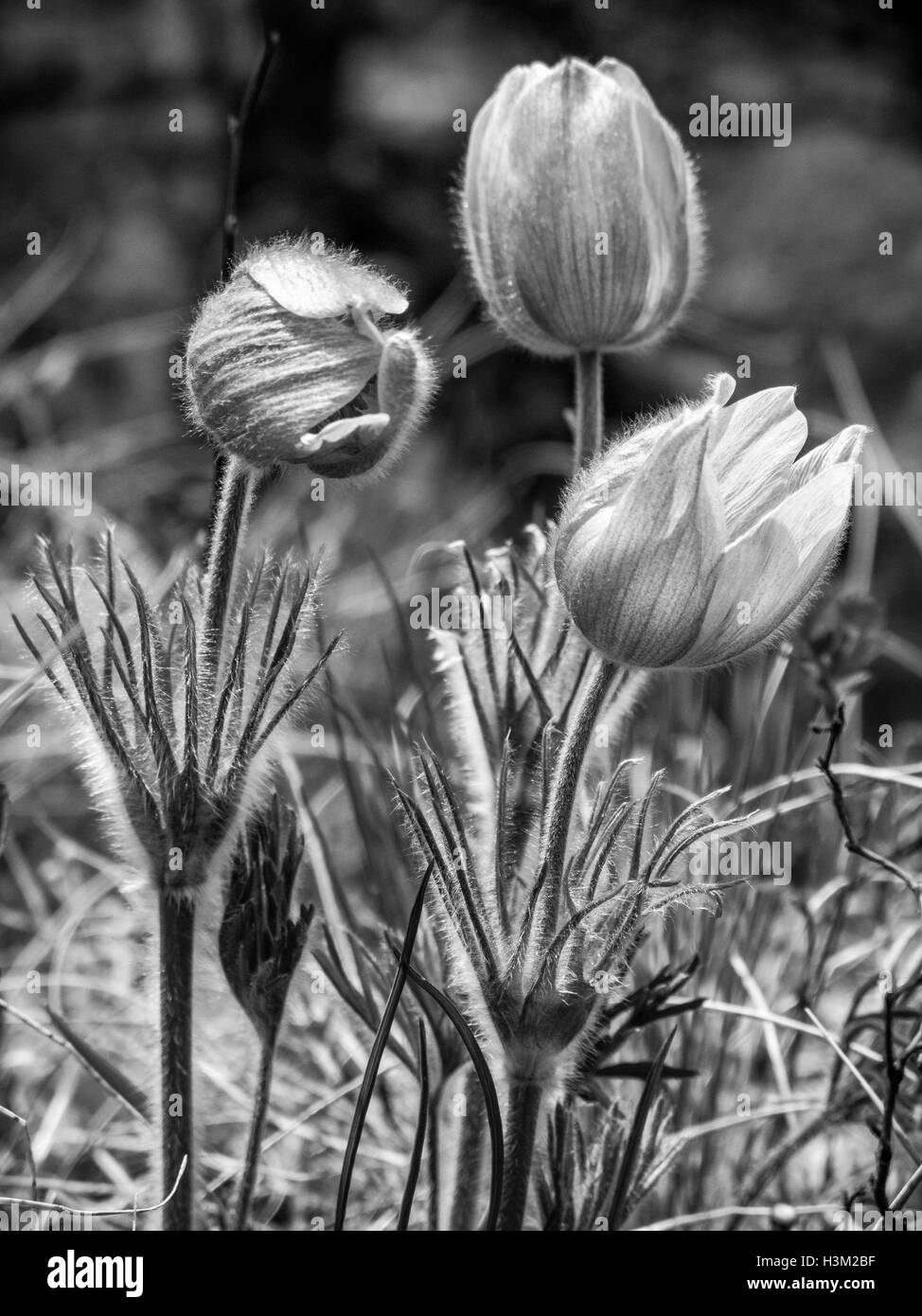 Prairie Crocus, Anemone Patens in Waterton Lakes Nationalpark, Alberta, Kanada Stockfoto