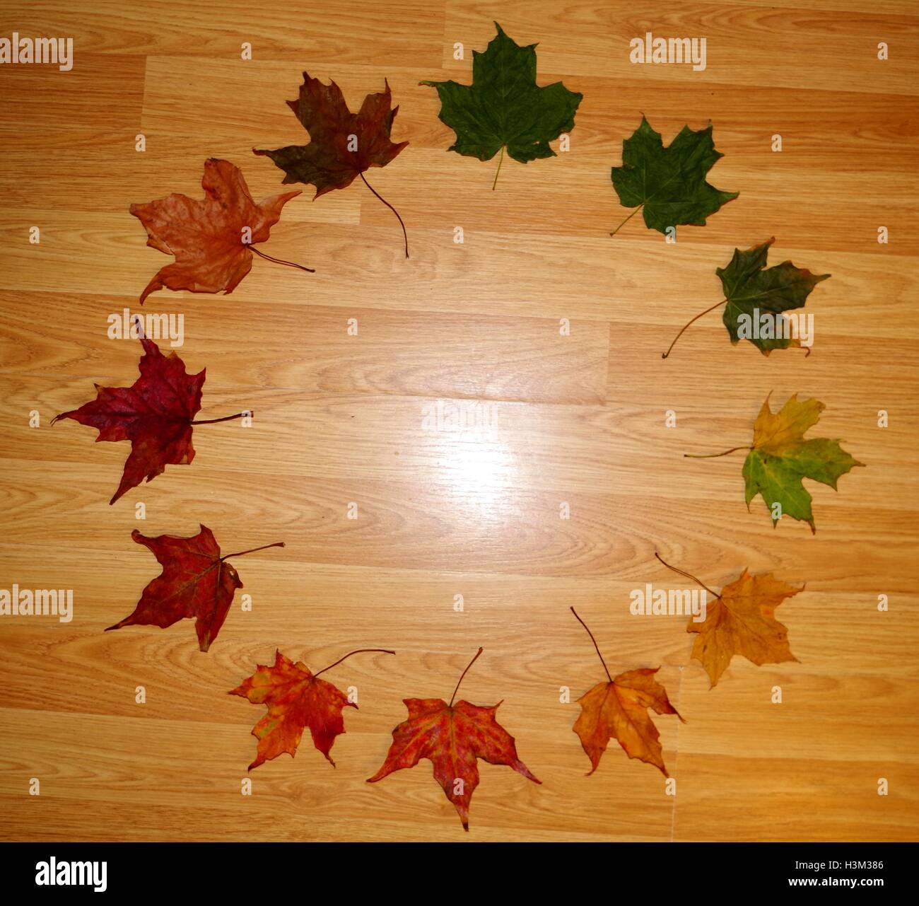 Herbst Anzeige von treibt die Farbpalette für die Jahreszeit zu zeigen Stockfoto