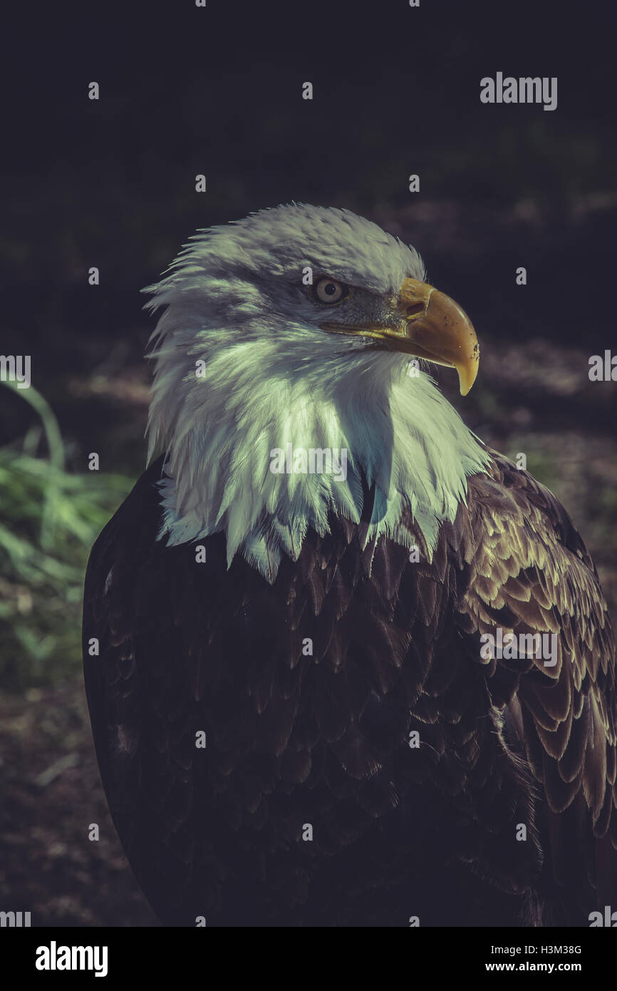 Tierwelt, Weißkopfseeadler (Haliaeetus Leucocephalus) Stockfoto