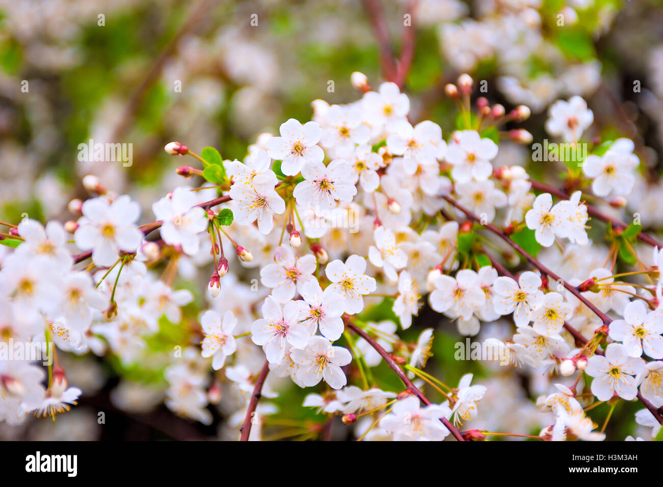 Big Shot Kirschenblüten Niederlassung Stockfoto