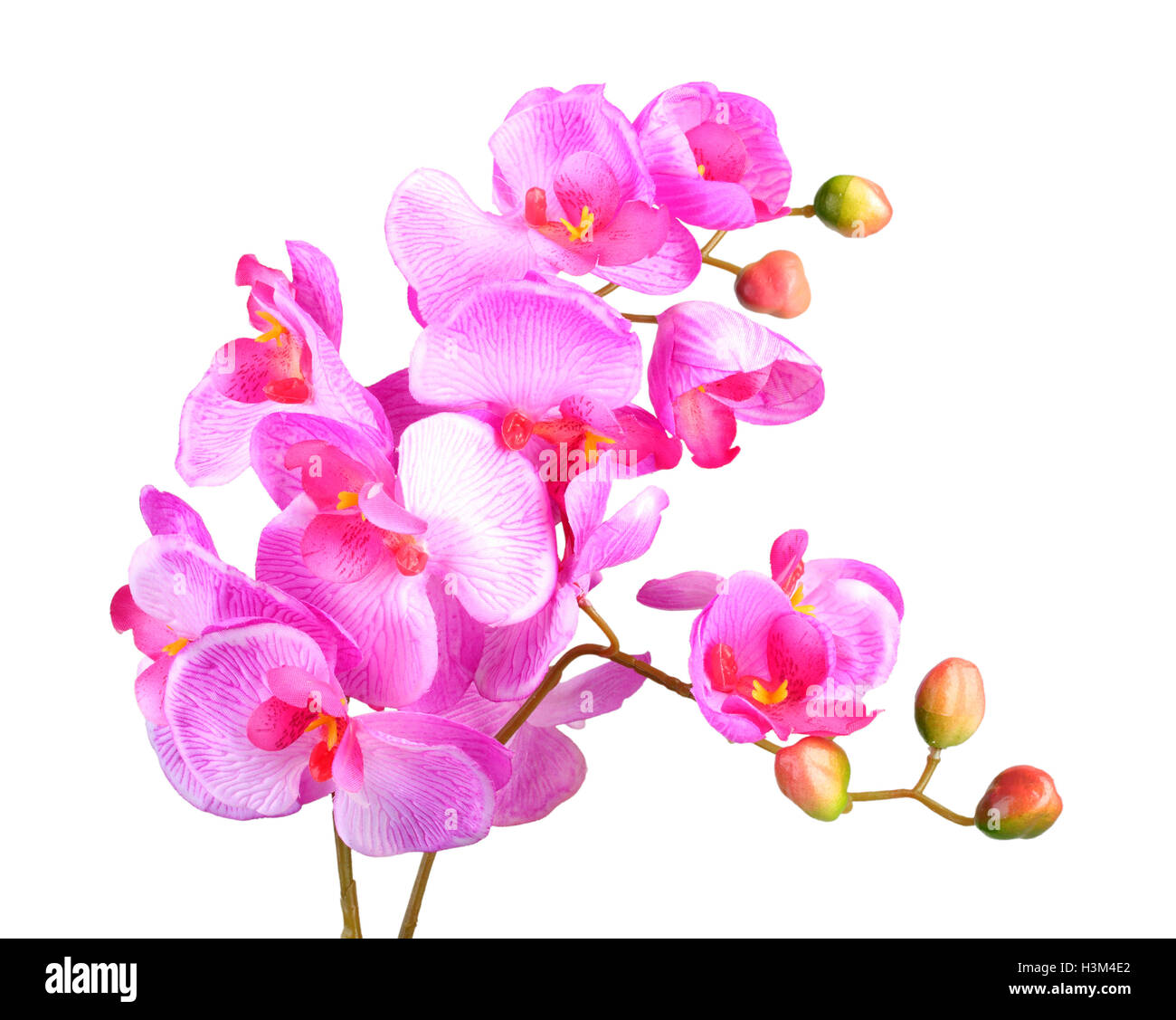 Blüten rosa Orchidee Stockfoto