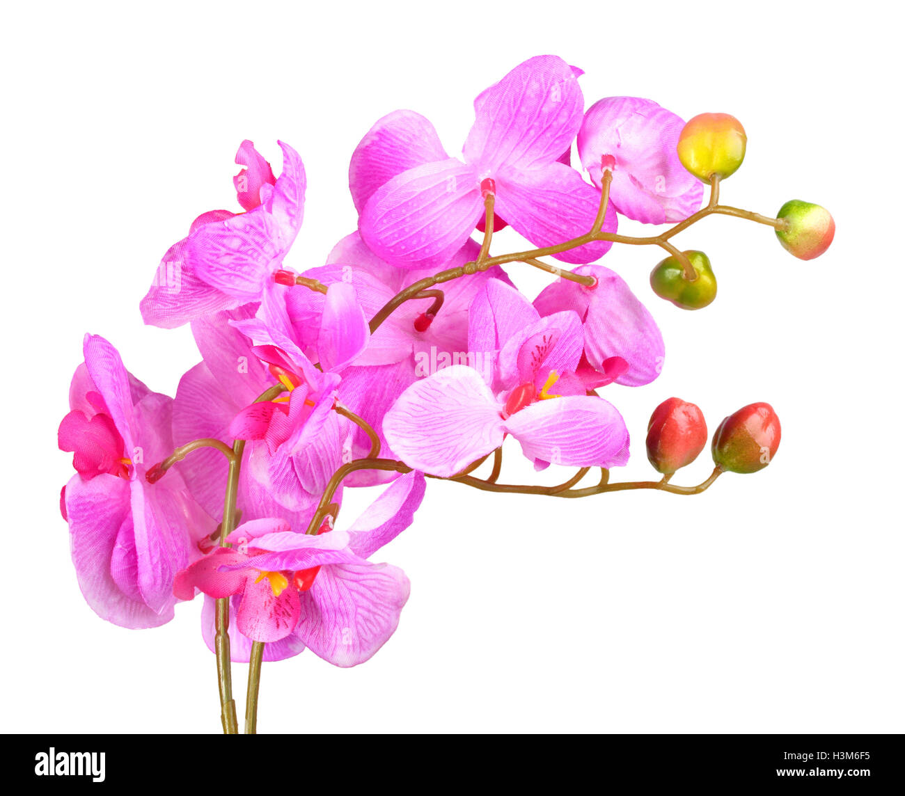 Blüten rosa Orchidee Stockfoto