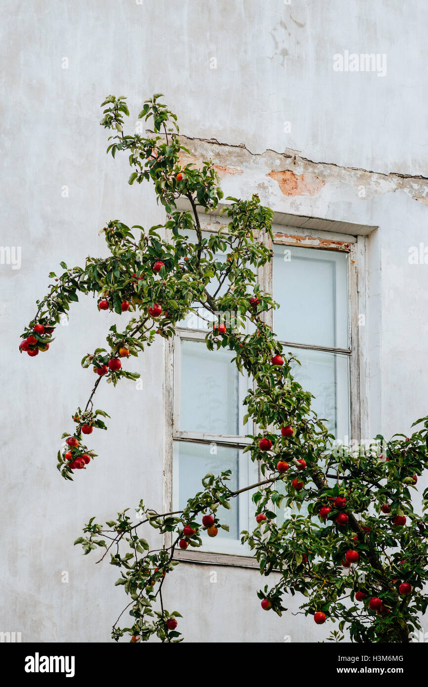Reifer Apfel Baum Zweig gegen Wand und Fenster des alten Hauses Stockfoto