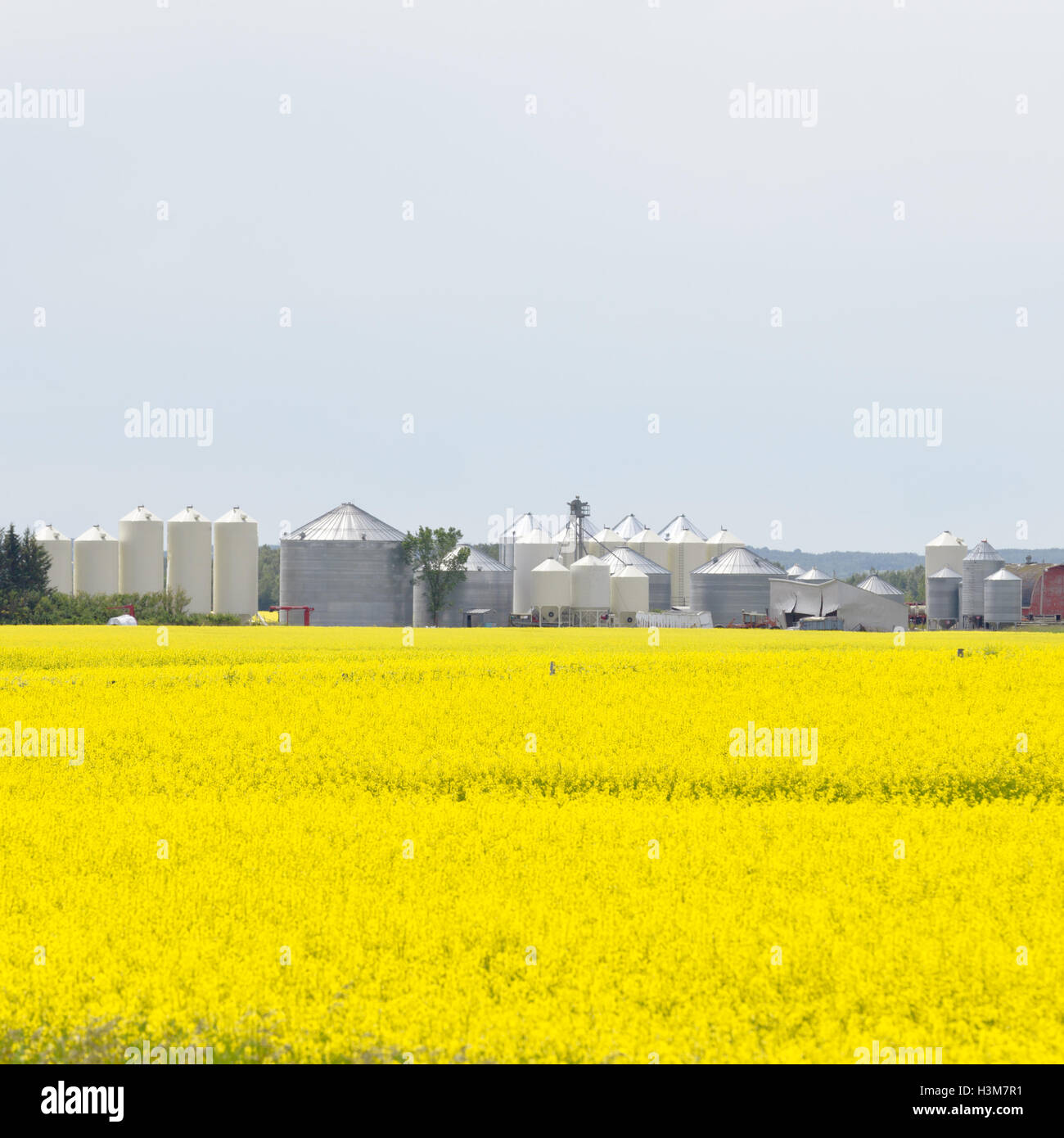 Silos Raps Raps Landwirtschaft Getreidefeld Stockfoto