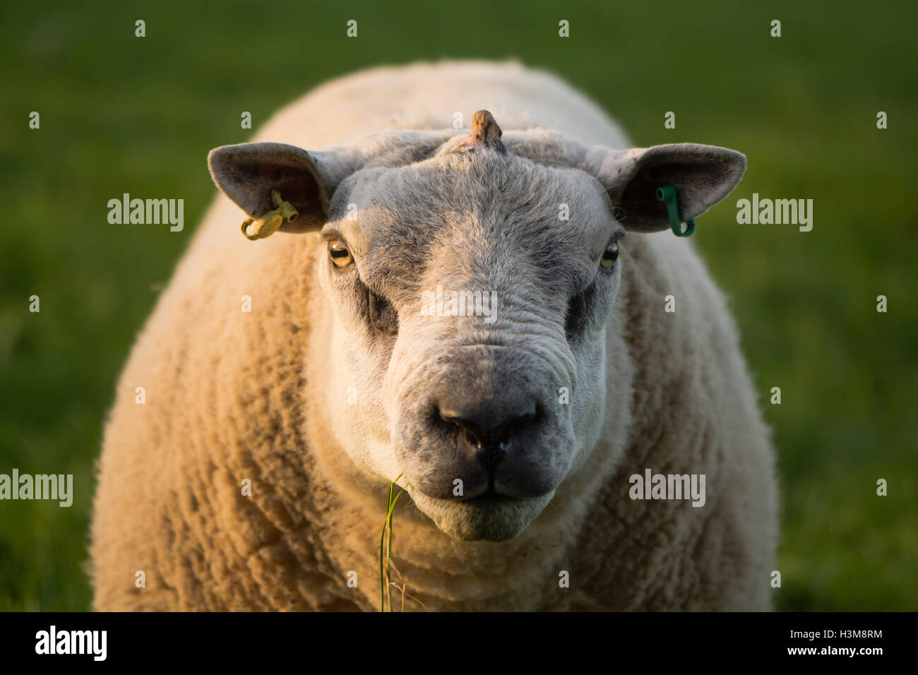RAM mit Wachstum aus Mitte des Schädels. Schafe mit Tumor am Kopf, mit Darstellung des Horns, entstehen durch Haut Stockfoto