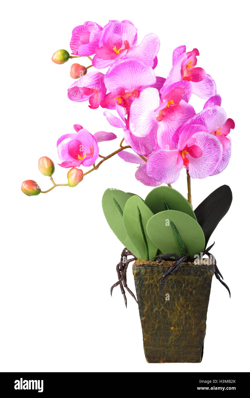 Blüten rosa Orchidee Stockfoto
