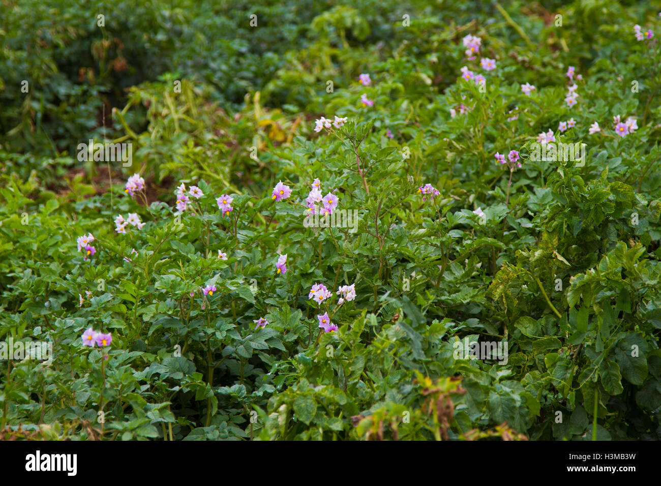 Gemüsegarten Stockfoto