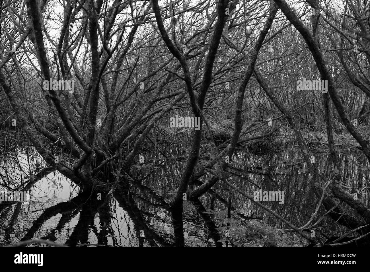 Filiale Reflexion Stockfoto