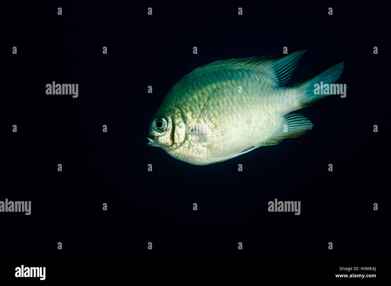 Sealife Stockfoto