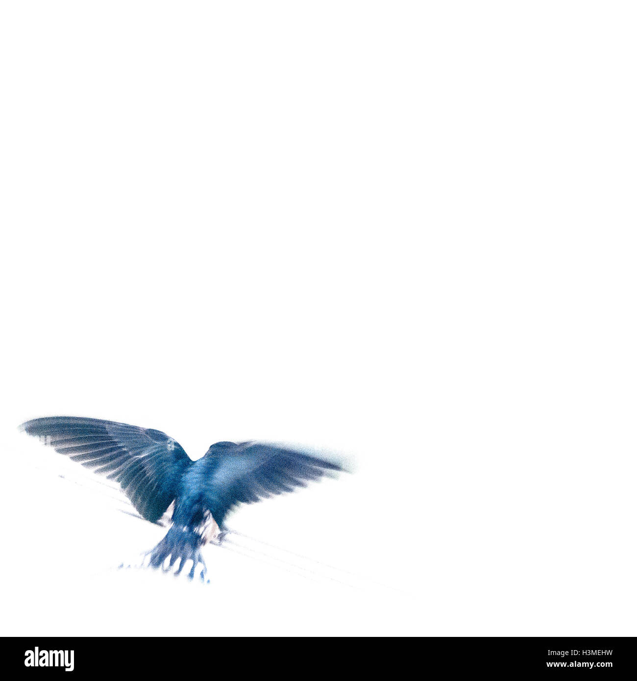 Einen blauen Vogel auf einem weißen Hintergrund Stockfoto