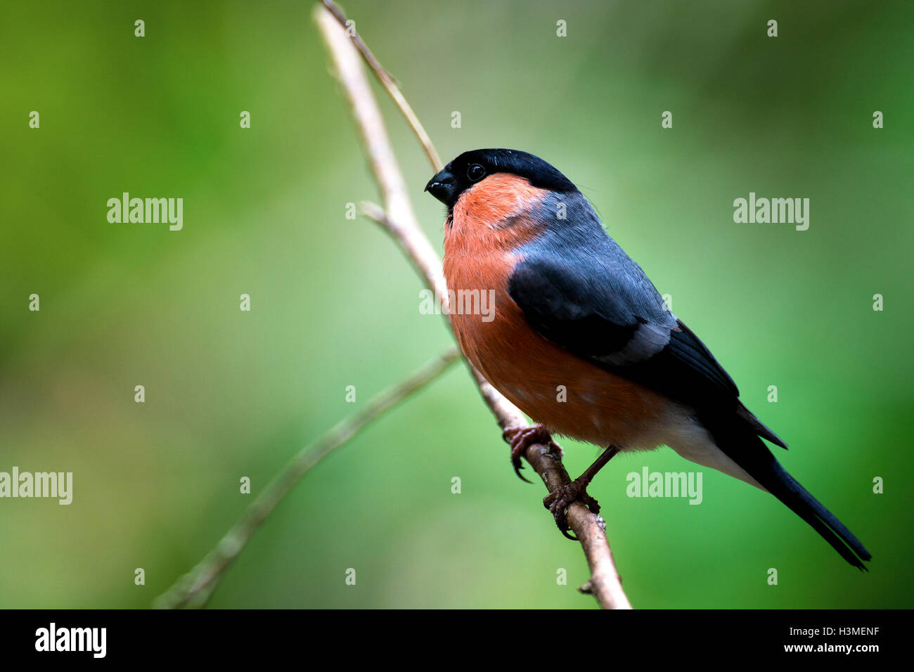 Gimpel Stockfoto