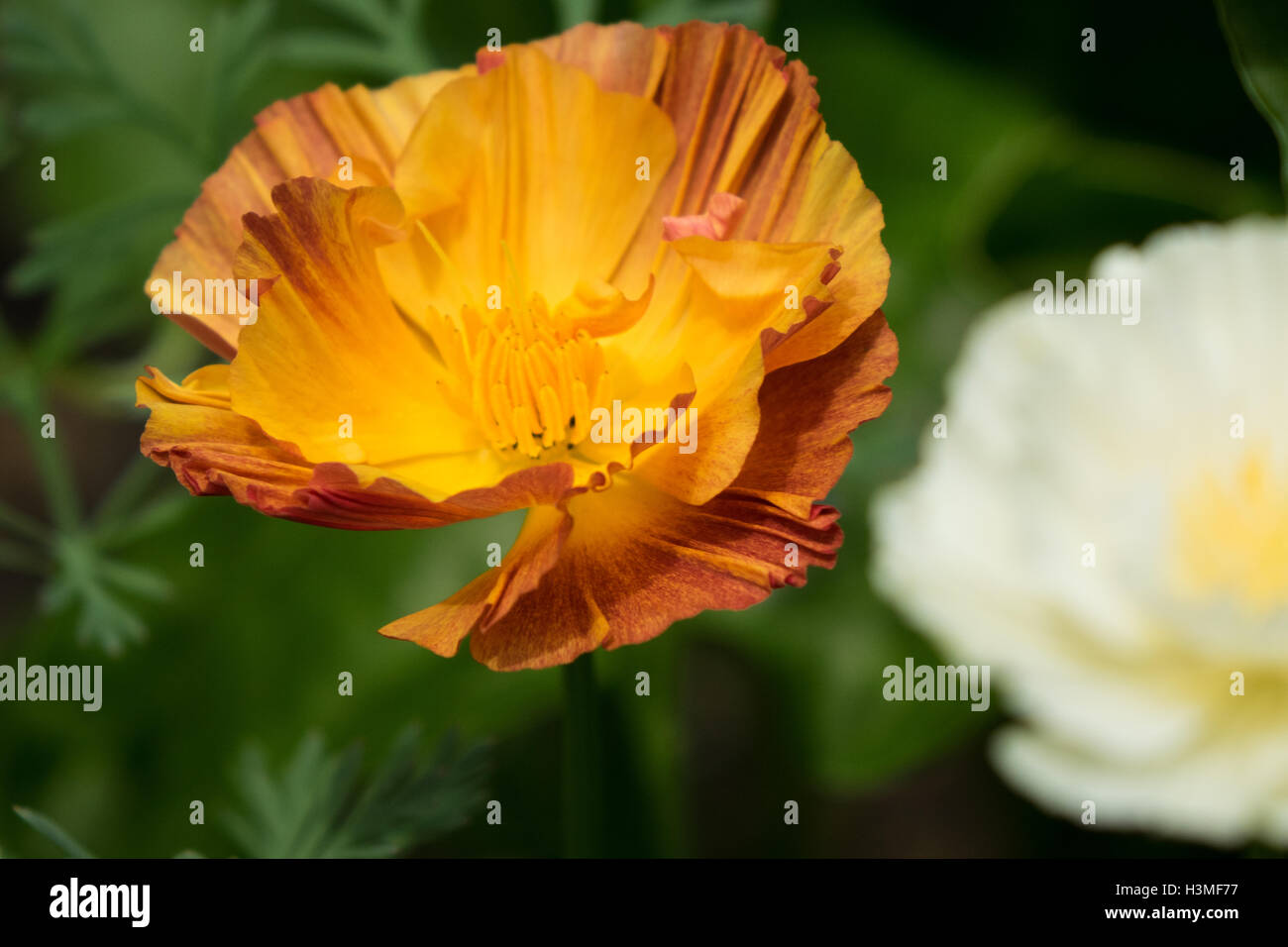 Orange Kalifornischer Mohn Stockfoto