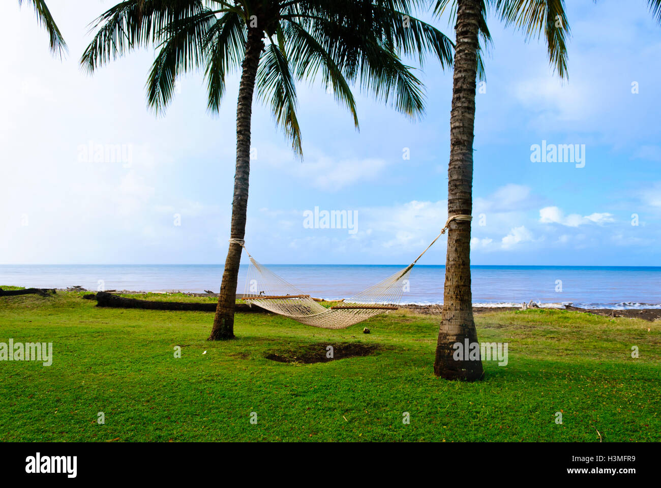 Hängematte zwischen zwei Palmen Bäume, Waimea, Kauai Insel Hawaii Stockfoto