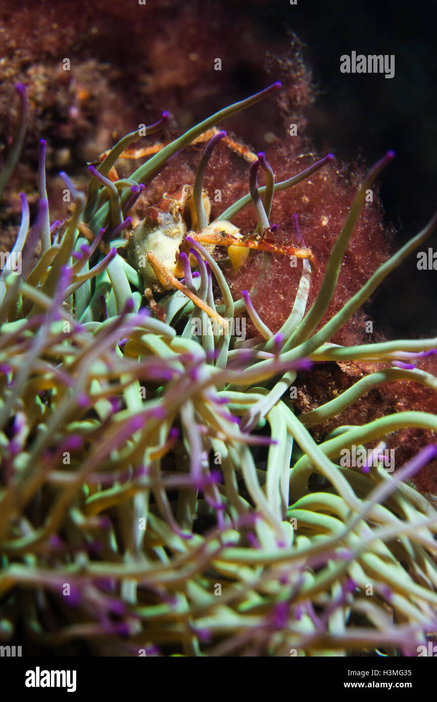 Leach Seespinnen Inachos phalangium Stockfoto